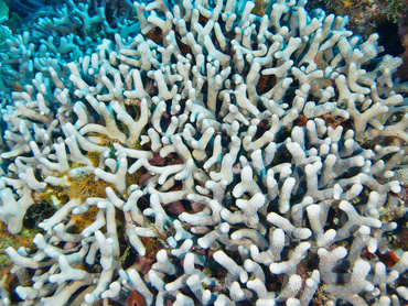 Branched Finger Coral - Porites furcata - Cozumel, Mexico