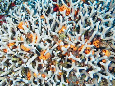 Branched Finger Coral - Porites furcata - Cozumel, Mexico