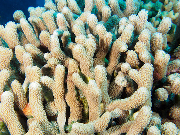 Branched Finger Coral - Porites furcata - Cozumel, Mexico