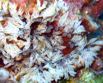 Branching Anemone - Lebrunia danae - Nassau, Bahamas