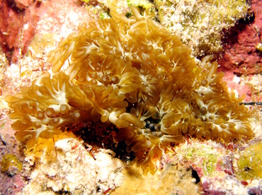 Branching Anemone - Lebrunia danae - Grand Cayman