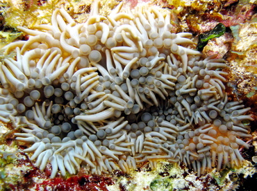 Branching Anemone - Lebrunia danae - Belize