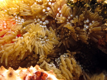 Branching Anemone - Lebrunia danae - Cozumel, Mexico