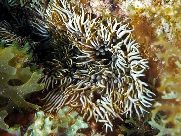 Branching Anemone - Lebrunia neglecta - British Virgin Islands