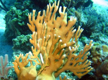 Branching Fire Coral - Millepora alcicornis - Nassau, Bahamas