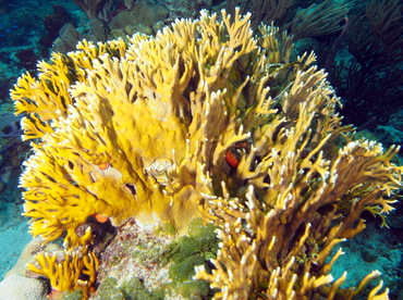 Branching Fire Coral - Millepora alcicornis - The Exumas, Bahamas