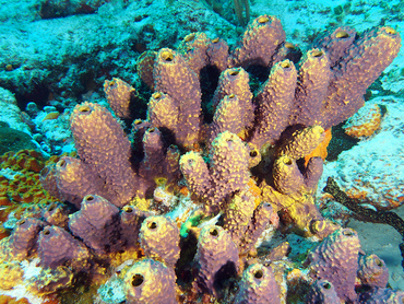 Branching Tube Sponge - Aiolochroia crassa - Cozumel, Mexico