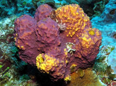 Branching Tube Sponge - Aiolochroia crassa - Cozumel, Mexico