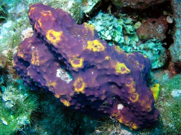 Branching Tube Sponge - Aiolochroia crassa - Nassau, Bahamas