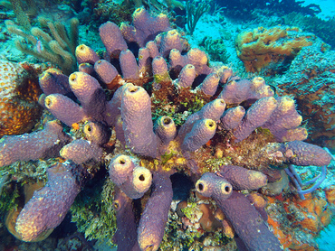 Branching Tube Sponge - Aiolochroia crassa - Cozumel, Mexico