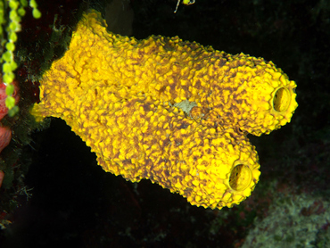 Branching Tube Sponge - Aiolochroia crassa - Cozumel, Mexico