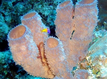 Branching Vase Sponge - Callyspongia aculeata - Little Cayman