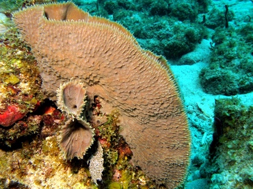 Branching Vase Sponge - Callyspongia aculeata - St Thomas, USVI