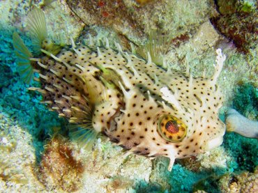 Bridled Burrfish - Chilomycterus antennatus - Roatan, Honduras