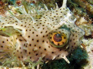 Bridled Burrfish - Chilomycterus antennatus - Roatan, Honduras