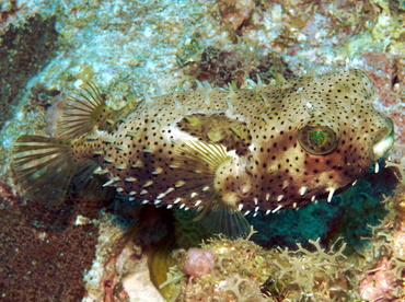 Bridled Burrfish - Chilomycterus antennatus - Grand Cayman
