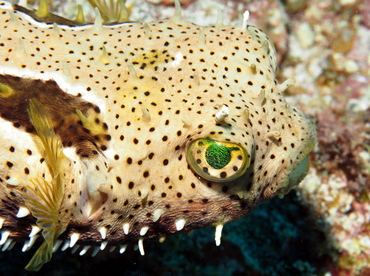 Bridled Burrfish - Chilomycterus antennatus - Grand Cayman