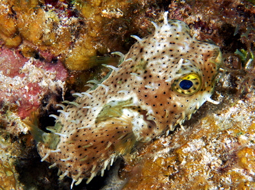 Bridled Burrfish - Chilomycterus antennatus - Belize