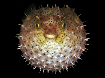 Bridled Burrfish - Chilomycterus antennatus - Belize