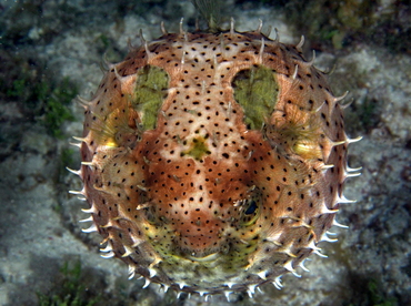 Bridled Burrfish - Chilomycterus antennatus - Belize