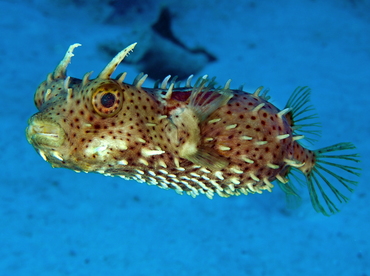 Bridled Burrfish - Chilomycterus antennatus - Belize