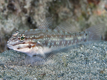 Bridled goby - Coryphopterus glaucofraenum - Blue Heron Bridge, Florida