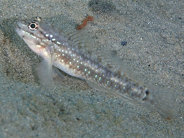 Bridled goby - Coryphopterus glaucofraenum - Blue Heron Bridge, Florida