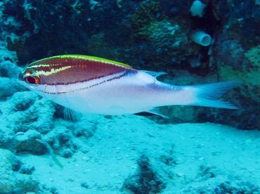 Bridled Monocle Bream - Scolopsis bilineata - Palau