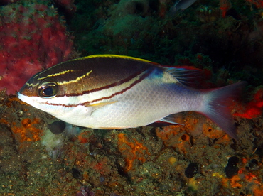 Bridled Monocle Bream - Scolopsis bilineata - Lembeh Strait, Indonesia