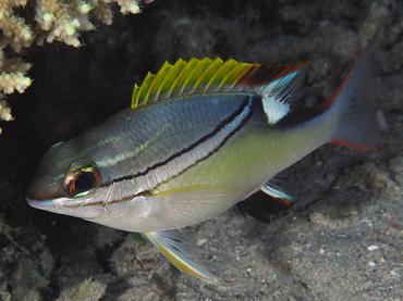 Bridled Monocle Bream - Scolopsis bilineata - Komodo, Indonesia