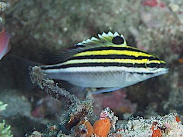 Bridled Monocle Bream - Scolopsis bilineata - Komodo, Indonesia