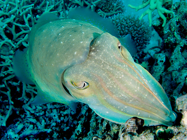 Broadclub Cuttlefish - Sepia latimanus - Great Barrier Reef, Australia