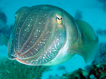 Broadclub Cuttlefish - Sepia latimanus - Great Barrier Reef, Australia