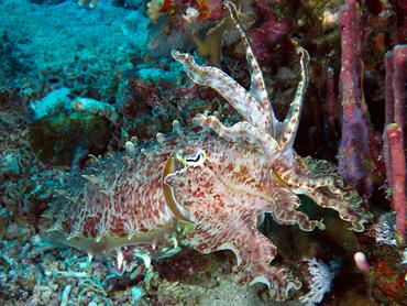 Broadclub Cuttlefish - Ascarosepion latimanus - Komodo, Indonesia