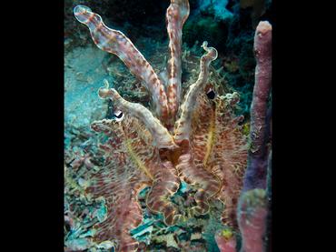 Broadclub Cuttlefish - Ascarosepion latimanus - Komodo, Indonesia
