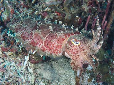 Broadclub Cuttlefish - Ascarosepion latimanus - Komodo, Indonesia
