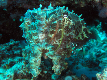 Broadclub Cuttlefish - Sepia latimanus - Great Barrier Reef, Australia