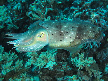 Broadclub Cuttlefish - Sepia latimanus - Great Barrier Reef, Australia