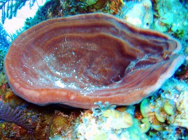 Brown Bowl Sponge - Cribrochalina vasculum - Turks and Caicos