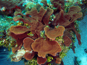 Brown Bowl Sponge - Cribrochalina vasculum - Cozumel, Mexico