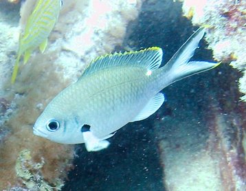 Brown Chromis - Chromis multilineata - Key Largo, Florida