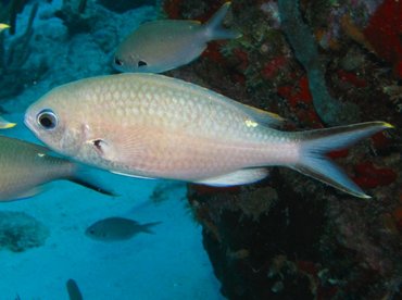 Brown Chromis - Chromis multilineata - Aruba