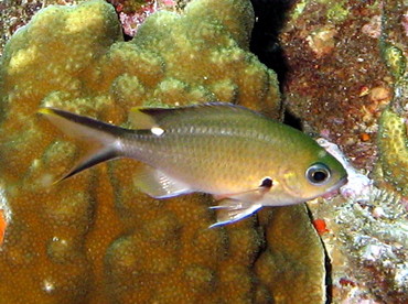 Brown Chromis - Chromis multilineata - Aruba