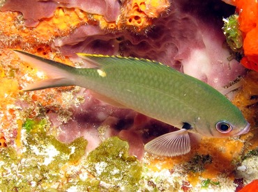 Brown Chromis - Chromis multilineata - Cozumel, Mexico