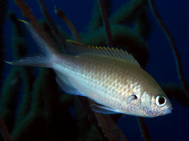 Brown Chromis - Chromis multilineata - Bonaire