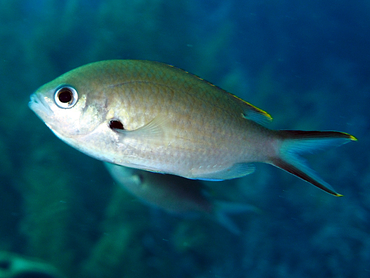 Brown Chromis - Chromis multilineata - Bonaire