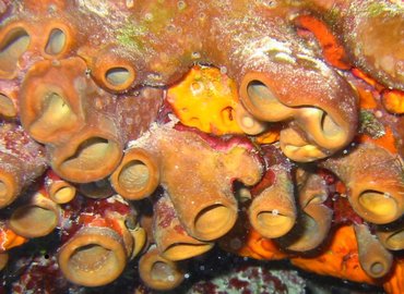 Brown Clustered Tube Sponge - Agelas wiedenmayeri - Key Largo, Florida