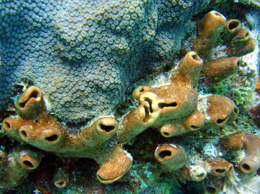 Brown Clustered Tube Sponge - Agelas wiedenmayeri - Key Largo, Florida