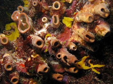 Brown Clustered Tube Sponge - Agelas wiedenmayeri - Key Largo, Florida