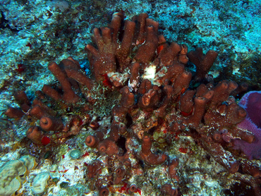 Brown Clustered Tube Sponge - Agelas wiedenmayeri - Cozumel, Mexico